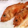 D�s de sebaste piquants  : Etape 1