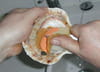 Gratin de coquilles Saint-Jacques : Etape 2