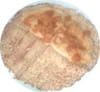 Gratin de cr�pes fourr�es aux pommes et Calvados : Etape 4