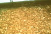 Caramels au beurre sal� : Etape 1