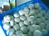 Champignons � la grecque : Etape 1