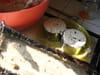 Nougat glac� au miel : Etape 5