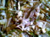 Sardines crues : Etape 5