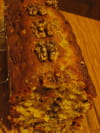 Cake aux noix : Etape 3