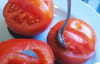 Panier de tomate mimosa au crabe : Etape 2