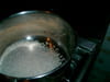 Croquettes de riz aux �pinards : Etape 1