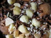 Poulet aux c�pes et � l ail : Etape 4