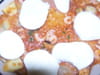 Lasagnes aux fruits de mer : Etape 3