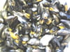 Cocotte de moules � la normande : Etape 2