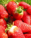 Fraises � la cr�me menthol�e : Etape 1