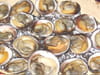 Amandes de mer gratin�es au curry et aux noix : Etape 1