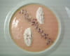 Velout� de potiron aux noisettes et cr�me fouett�e : Etape 6