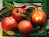 Tarte aux pommes caram�lis�es au miel � l ancienne : Etape 1
