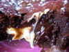 Fondant aux deux chocolats : Etape 5