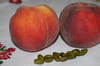 Clafoutis aux p�ches et pistaches : Etape 1
