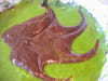 G�teau choco-pistaches : Etape 4