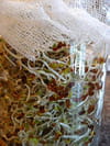 Verrine bio � l italienne : Etape 1
