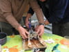 Homard grill� sauce whisky : Etape 1