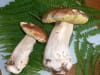 Cr�me de c�pes � la cannelle : Etape 1