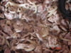 Saut� de porc � la Tha� : Etape 5
