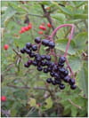 Sirop de baies de sureau noir : Etape 2