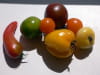 Vari�t� de tomates au fromage de brebis : Etape 1