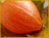 Confiture de potimarron et pommes : Etape 1