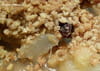 Crumble pommes poires avoine et amandes : Etape 2