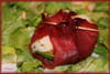 Avocat en robe au coeur de chavignol : Etape 2