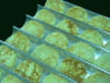 Tuiles de cr�pes : Etape 5