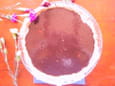 Tarte au chocolat