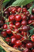 Vin de cerise