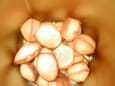 Petites madeleines au citron