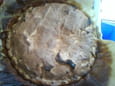 Tarte au citron meringu�e