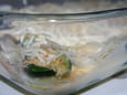Gratin de courgettes � la ricotta