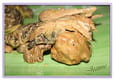 Fricass�e de chapon aux morilles 