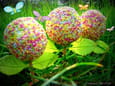Cake pops printaniers