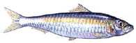 Sardines grillées au thym : Etape 1