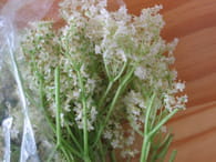 Jus de fleurs de sureau : Etape 1