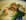 Po�l�e de Saint-Jacques et fondue d �chalotes