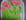 P�te d amandes et d�cors