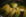 Shangha� pok cho� brais�