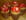 Verrines mousse au chocolat-fraises