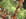 Brochettes de lotte aux l�gumes grill�s
