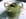 Velout� de courgettes au soja et au s�same