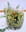 Verrine croquante courgette et noix de cajou