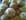 Muffins Beurre de cacahu�tes et 3 chocolats