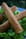 Cigarettes � la pomme de terre