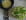 Courgettes r�p�es et sa petite sauce au curry et fromage blanc