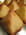 Rochers aux noix de coco